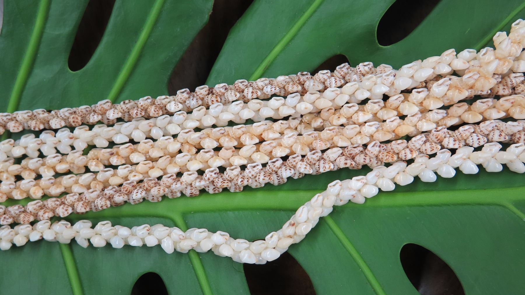 Momi Shell Niihau Shell Lei - 3 Strands, 45