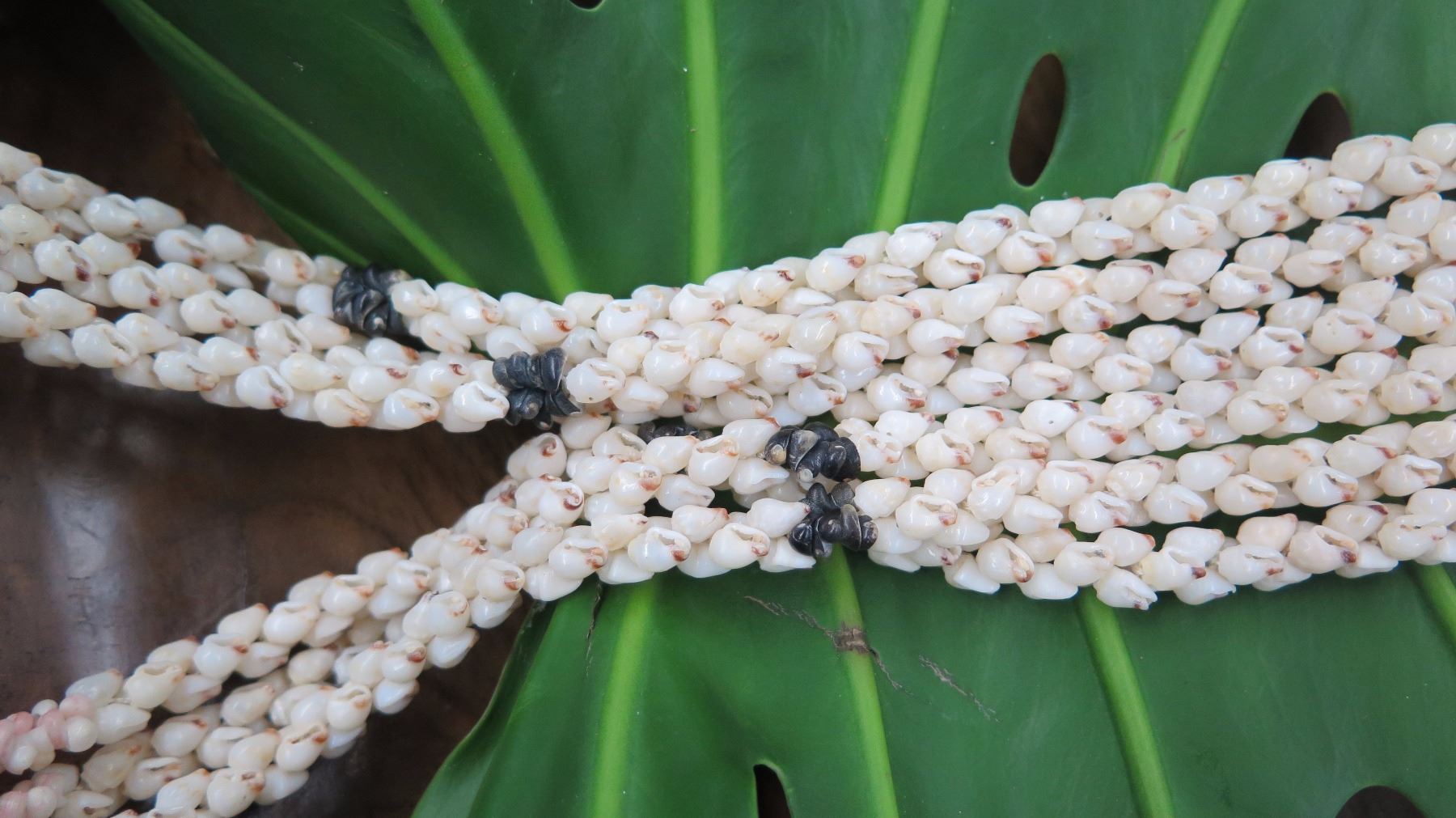 Kauai Shell Lei - 3 Strands, 41 1/2