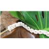 Image 8 : Niihau Shell Lei - Single Strand, 29" 'Aililea Ke'oke'o, Poepoe Lei Style