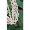 Image 8 : Niihau Shell Lei - 5 Strands, 55" Momi Kua'ula (Off White "Dove Shells")