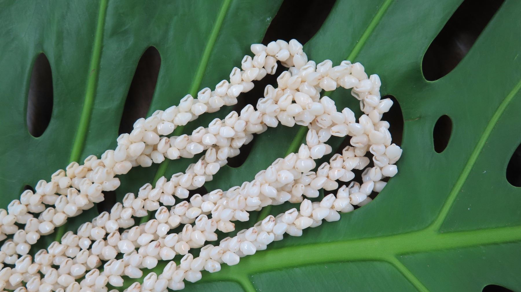 Niihau Shell Lei - 3 Strands, 38