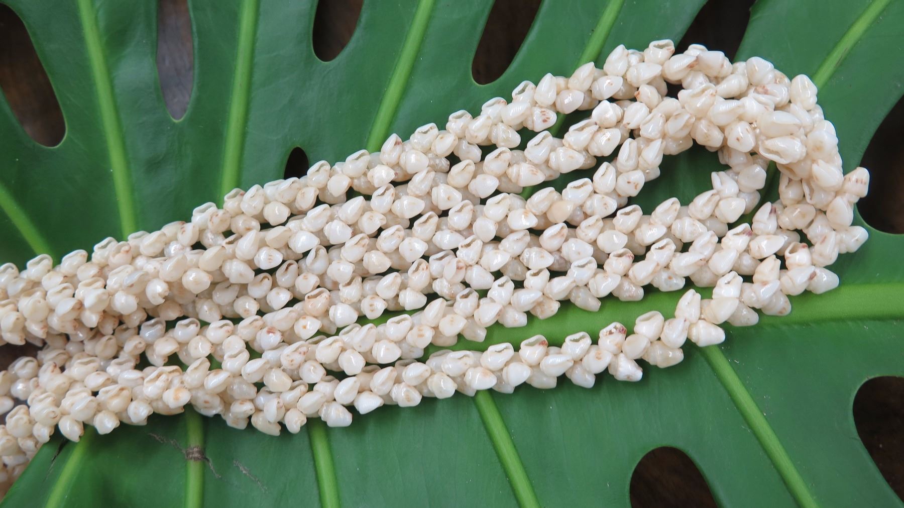 Niihau Shell Lei - 3 Strands (Lengths 32
