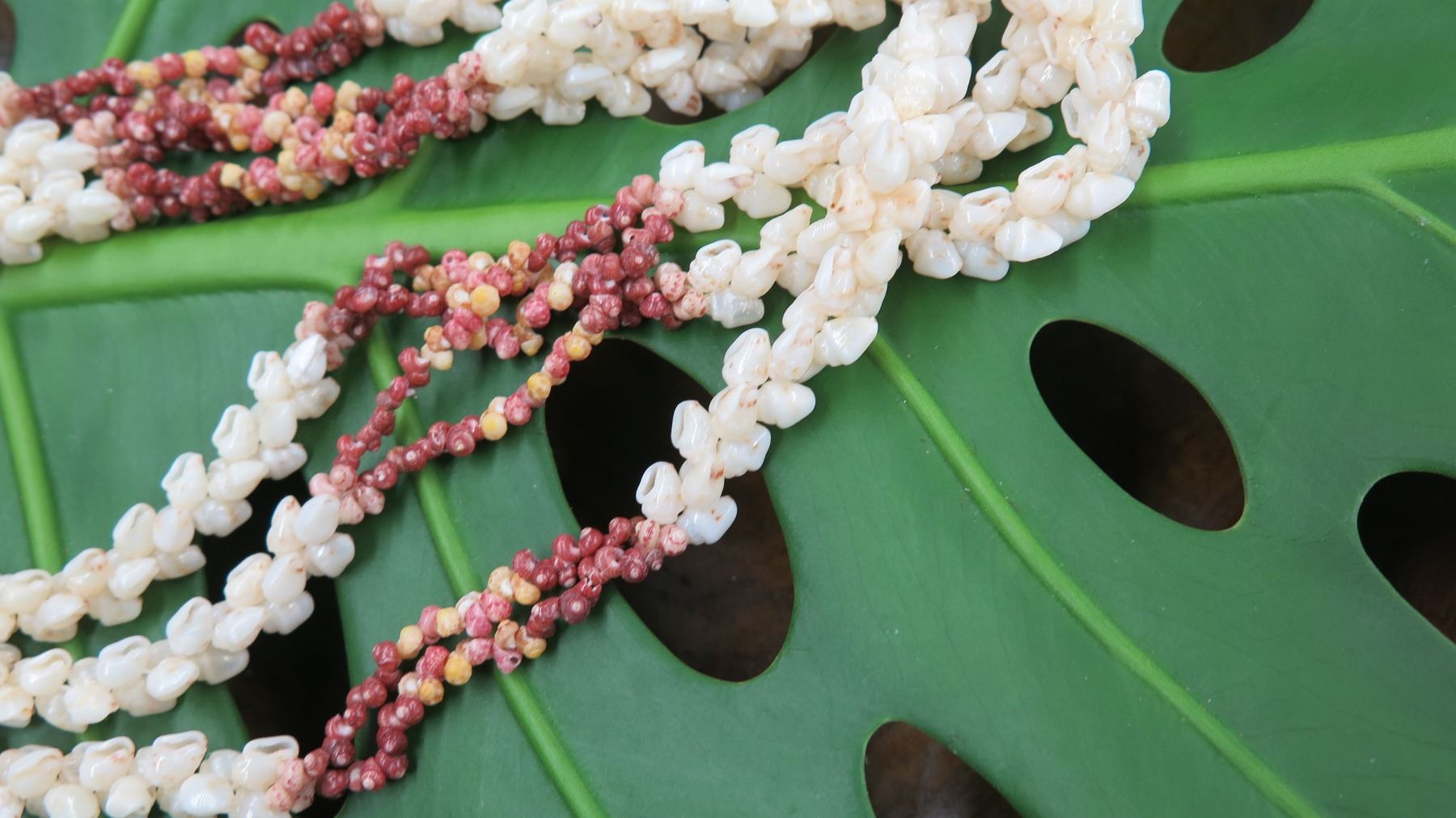 Niihau Shell Lei - 3 Strands, 40