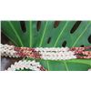 Image 8 : Niihau Shell Lei - 3 Strands, 40" Momi Kua'ula & Kahelelani (Turban Shells)
