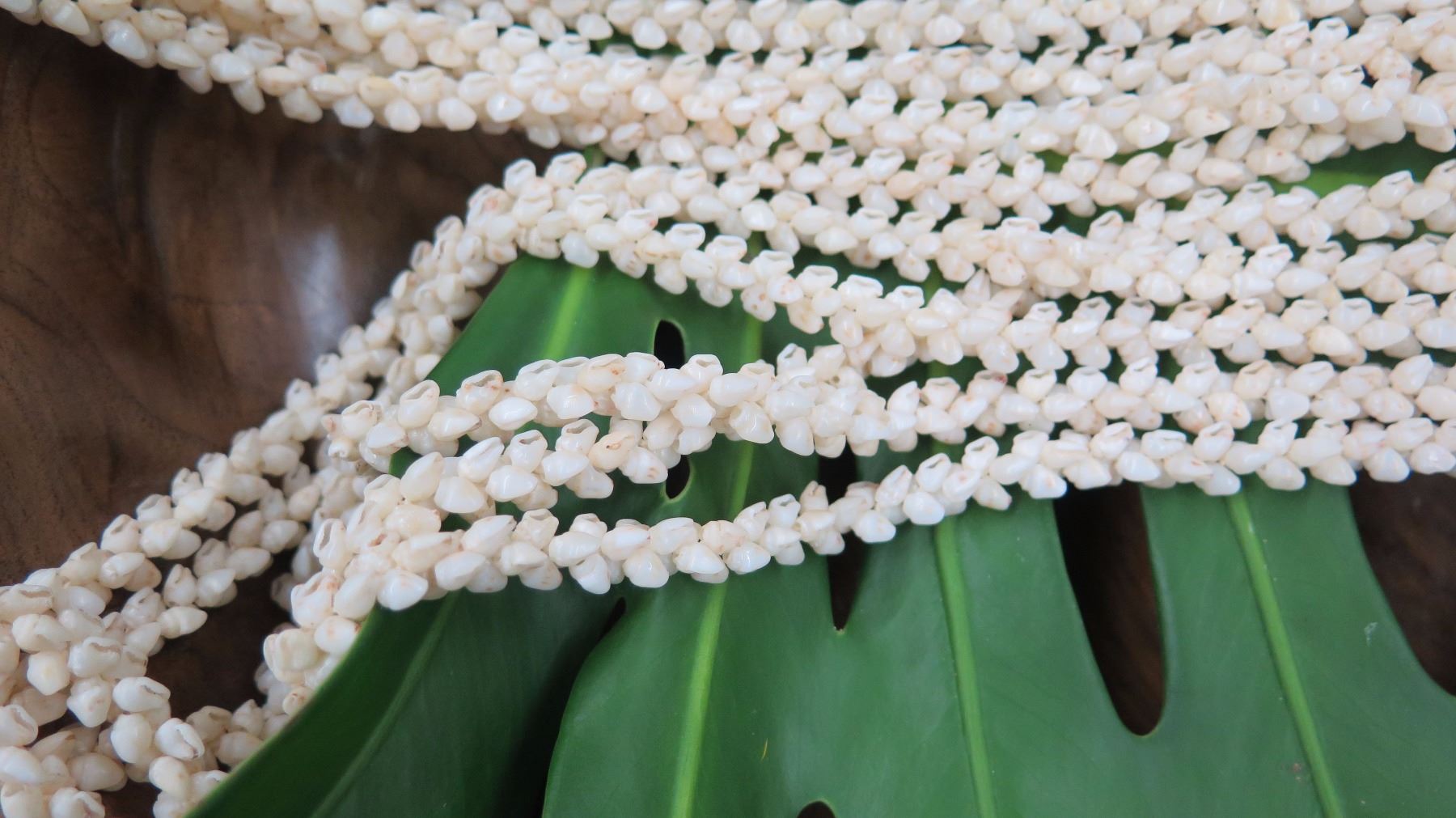 Niihau Shell Lei - 5 Strands, 53