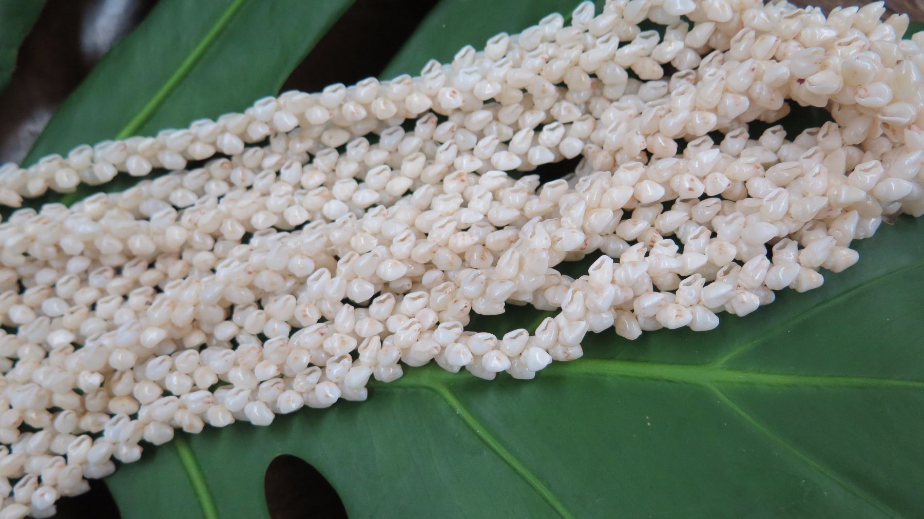 Niihau Shell Lei - 5 Strands, 53