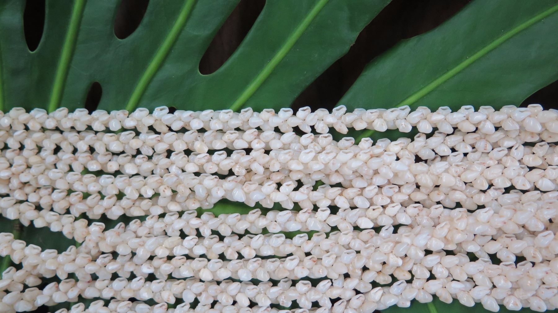 Niihau Shell Lei - 5 Strands, 53