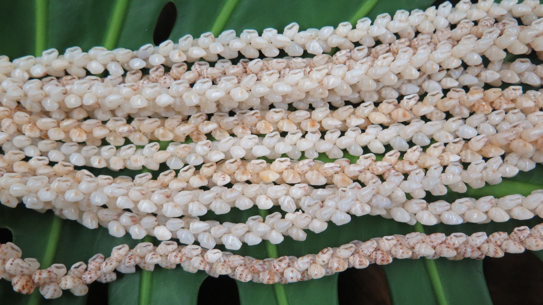 Niihau Shell Lei - 5 Strands, 49