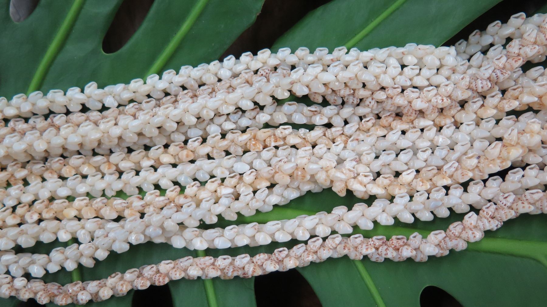 Niihau Shell Lei - 5 Strands, 49