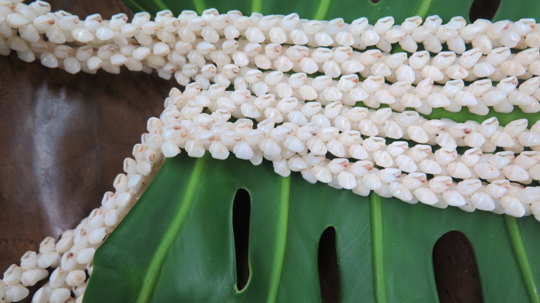 Niihau Shell Lei - 3 Strands, 41