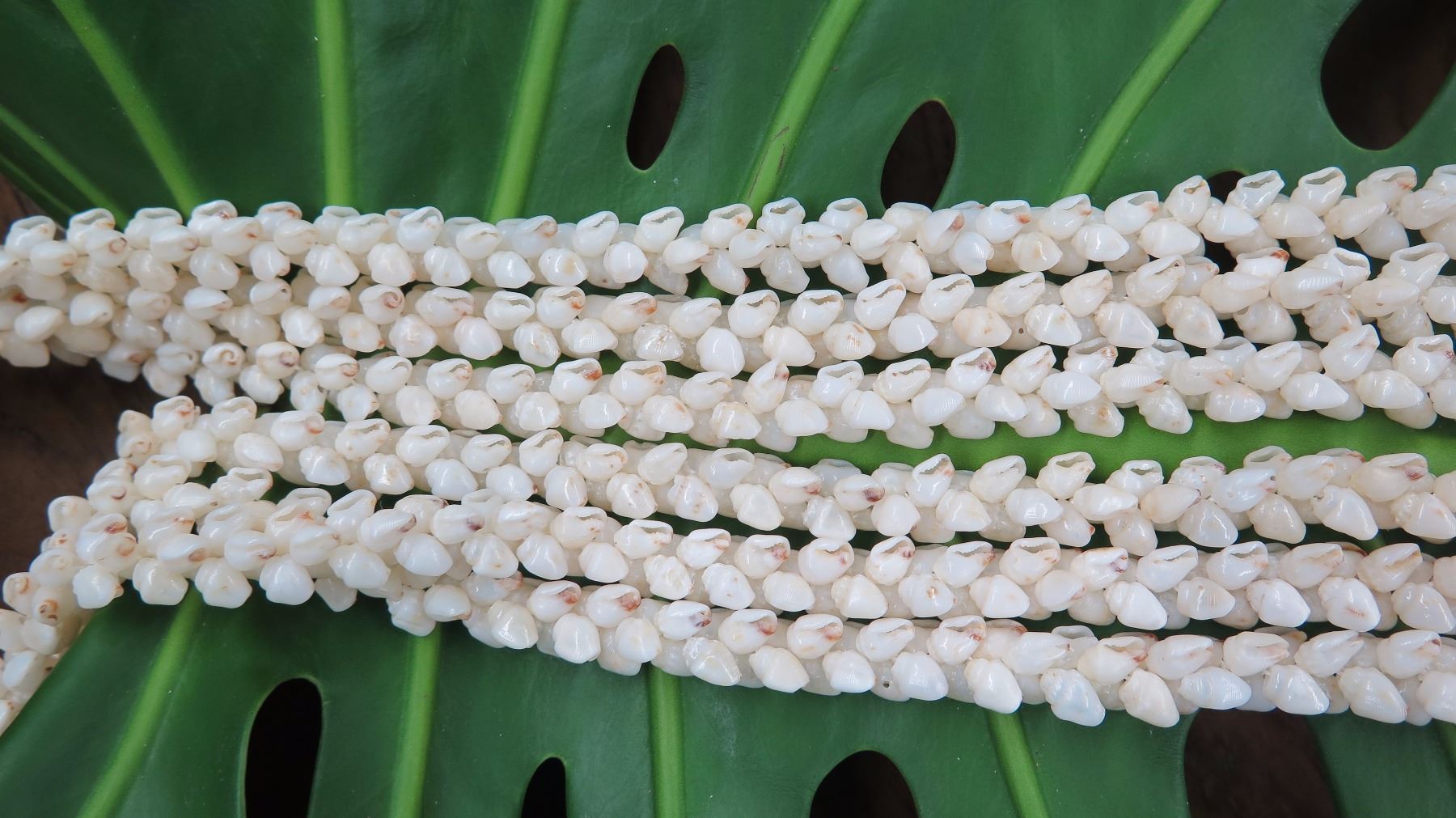 Niihau Shell Lei - 3 Strands, 41
