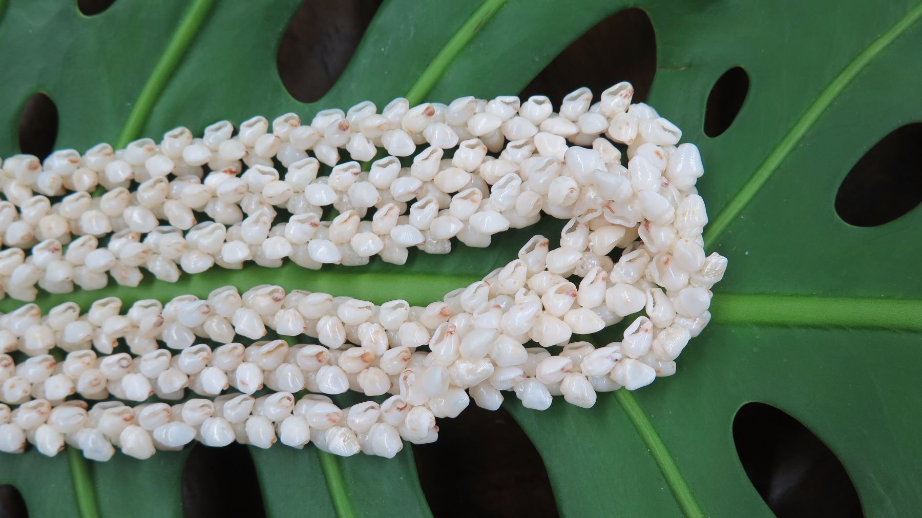 Niihau Shell Lei - 3 Strands, 41