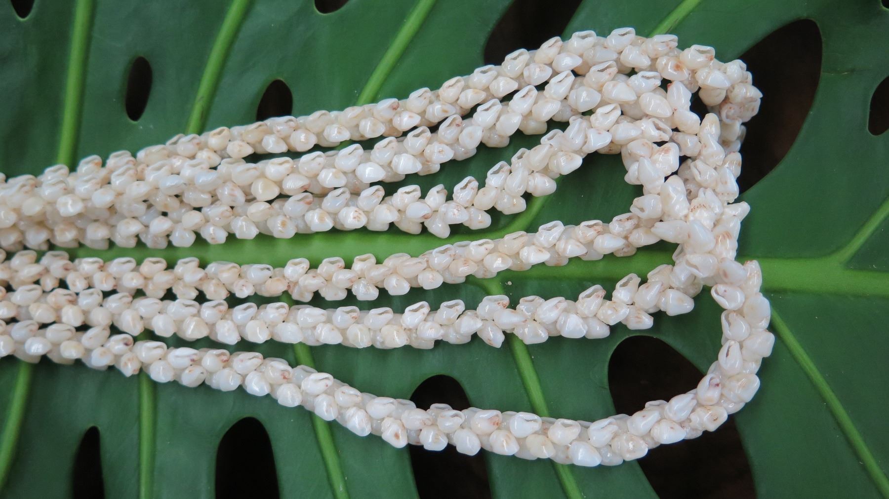 Niihau Shell Lei - 3 Strands, 40