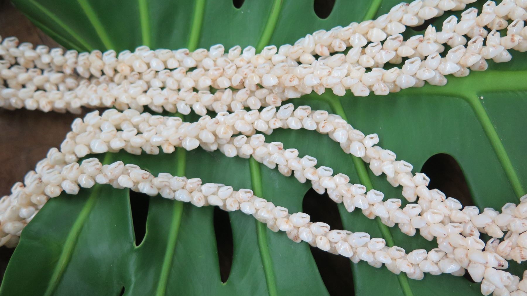 Niihau Shell Lei - 3 Strands, 40