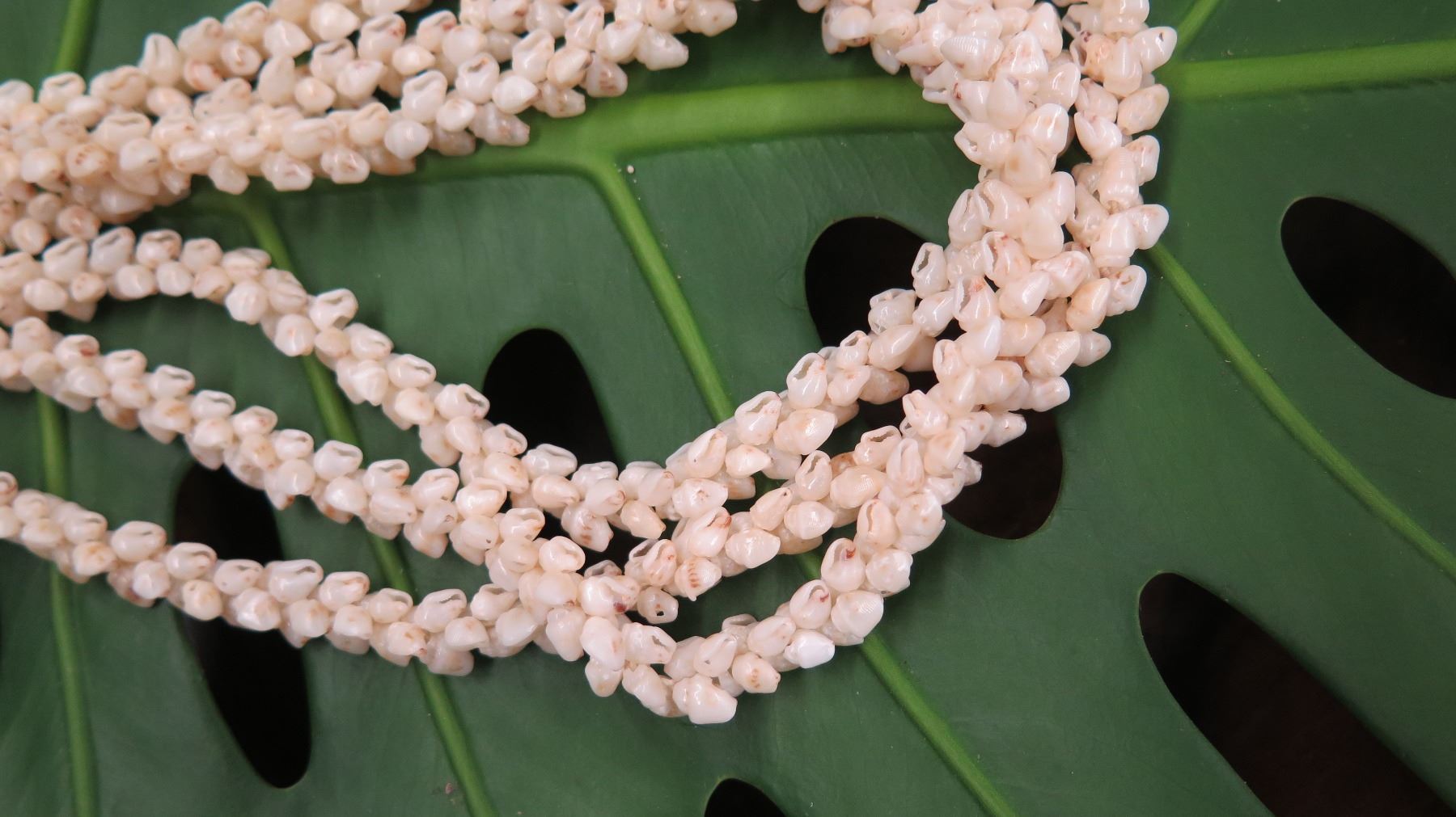 Niihau Shell Lei - 3 Strands, 40