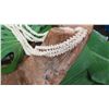 Image 8 : Niihau Shell Lei - 3 Strands, 40" Momi Kua'ula (Grooved "Dove Shells"), Pikake Lei Style