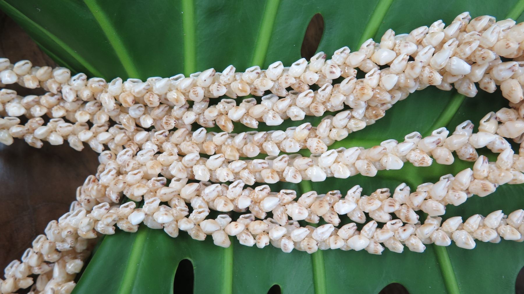 Niihau Shell Lei - 3 Strands, 34