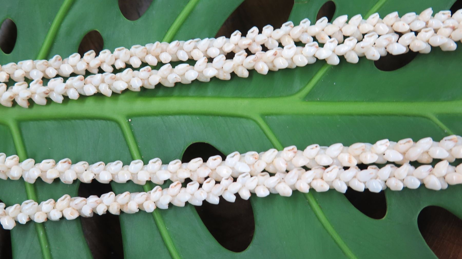 Niihau Shell Lei - 2 Strands, 61