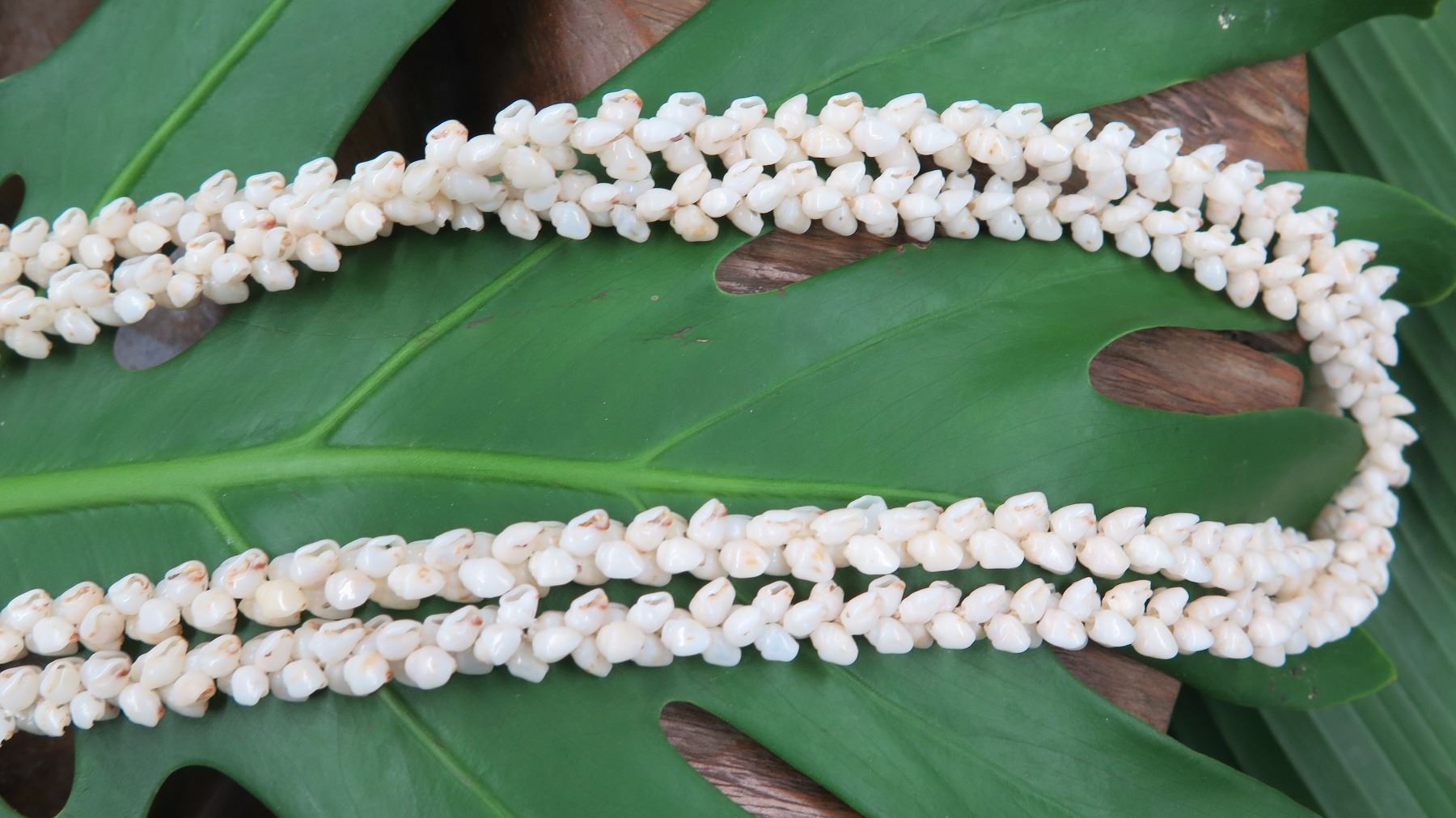 Niihau Shell Lei - 2 Strands, 61
