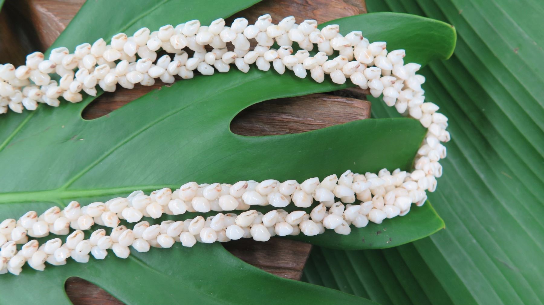 Niihau Shell Lei - 2 Strands, 61