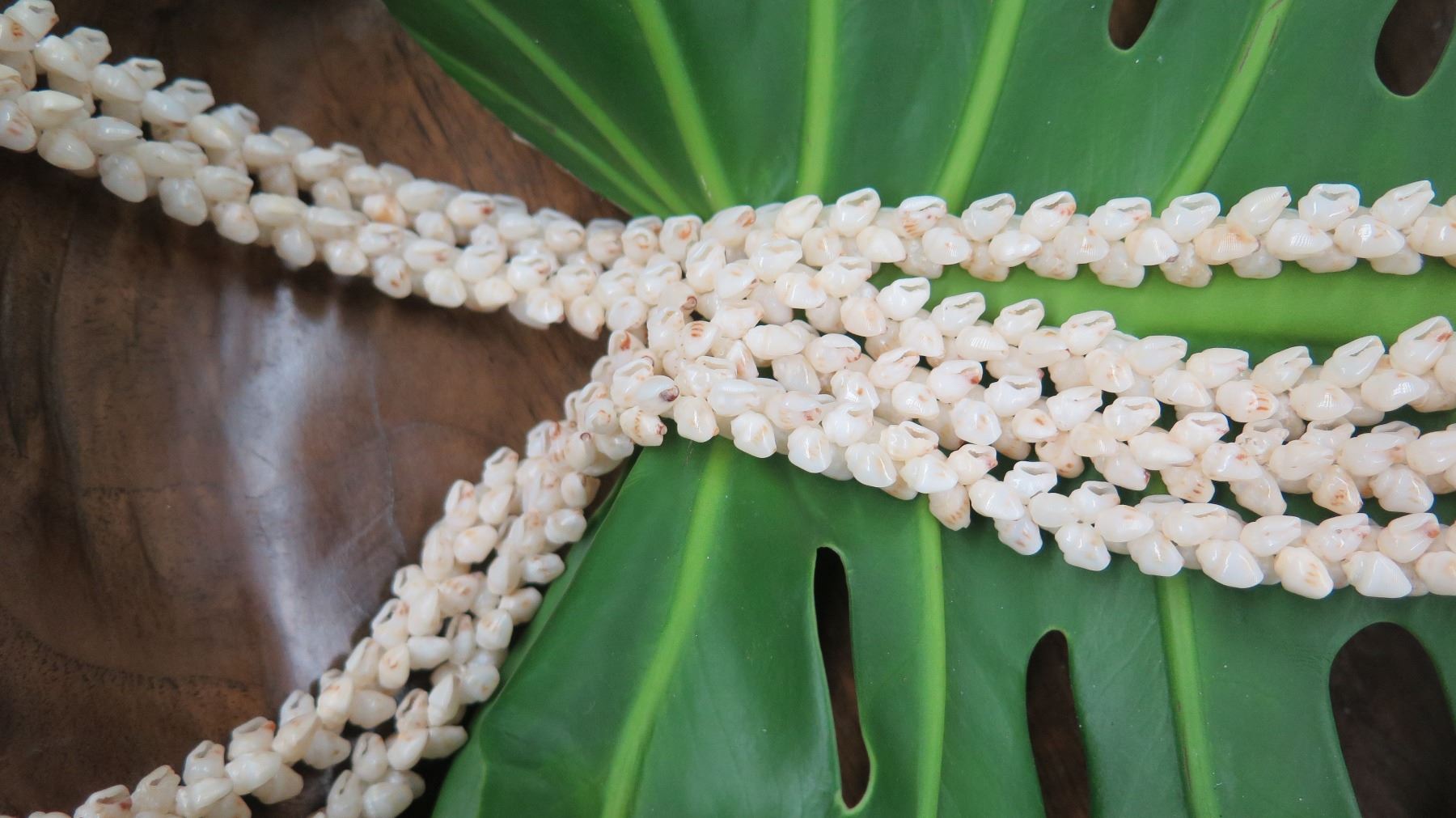 Niihau Shell Lei - 2 Strands, 39