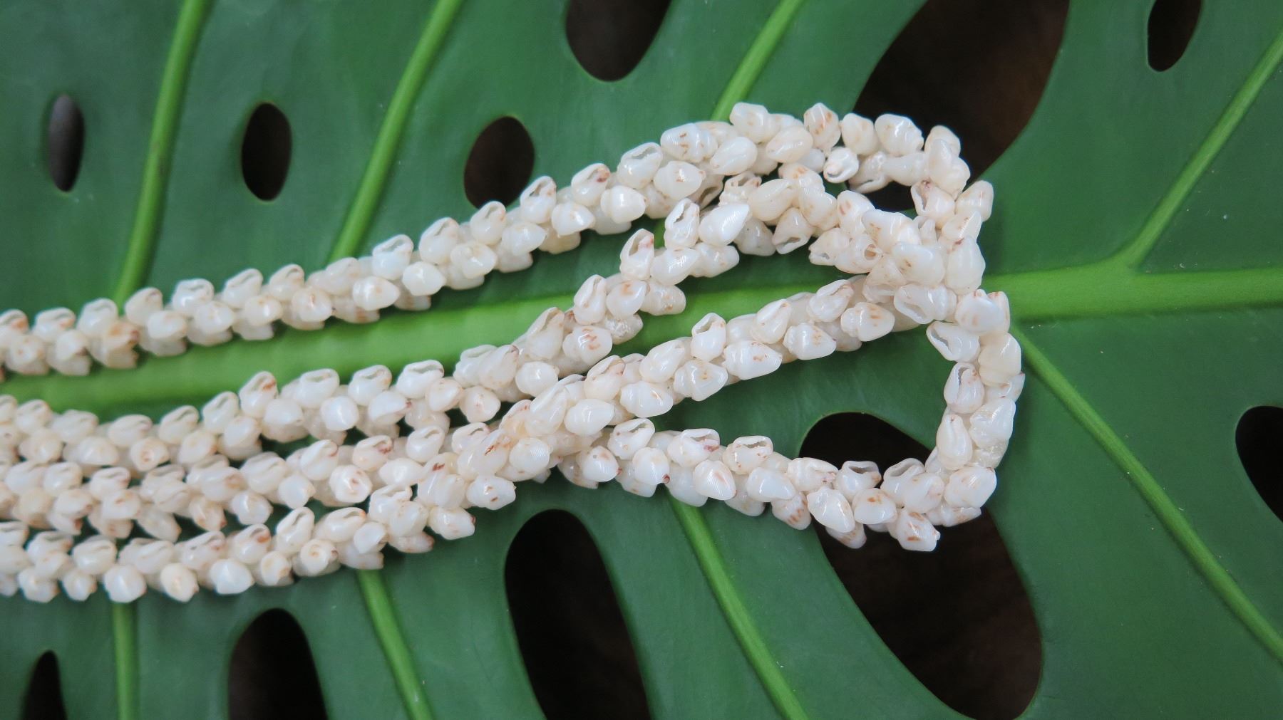 Niihau Shell Lei - 2 Strands, 39