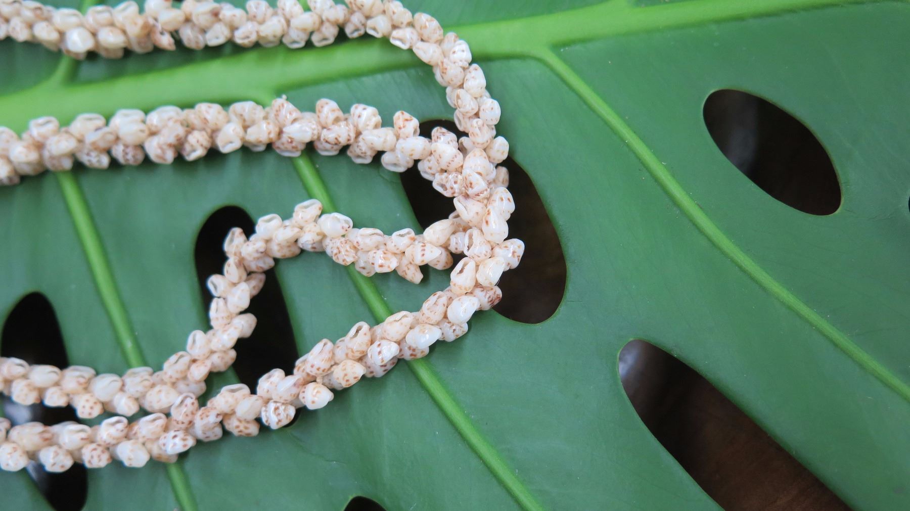 Niihau Shell Lei - 2 Strands, 39