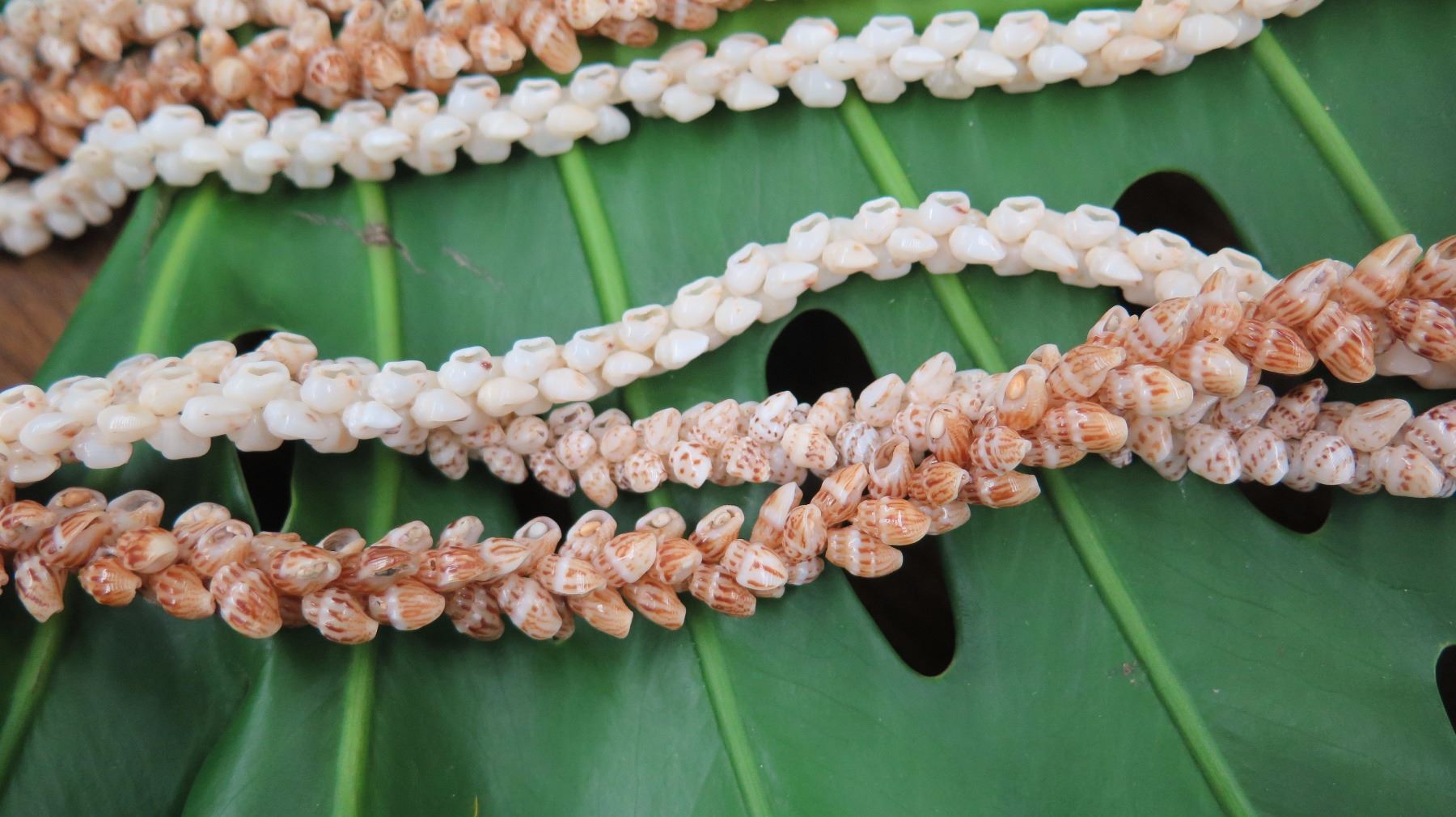 Niihau Shell Lei - 3 Strands (Lengths 37