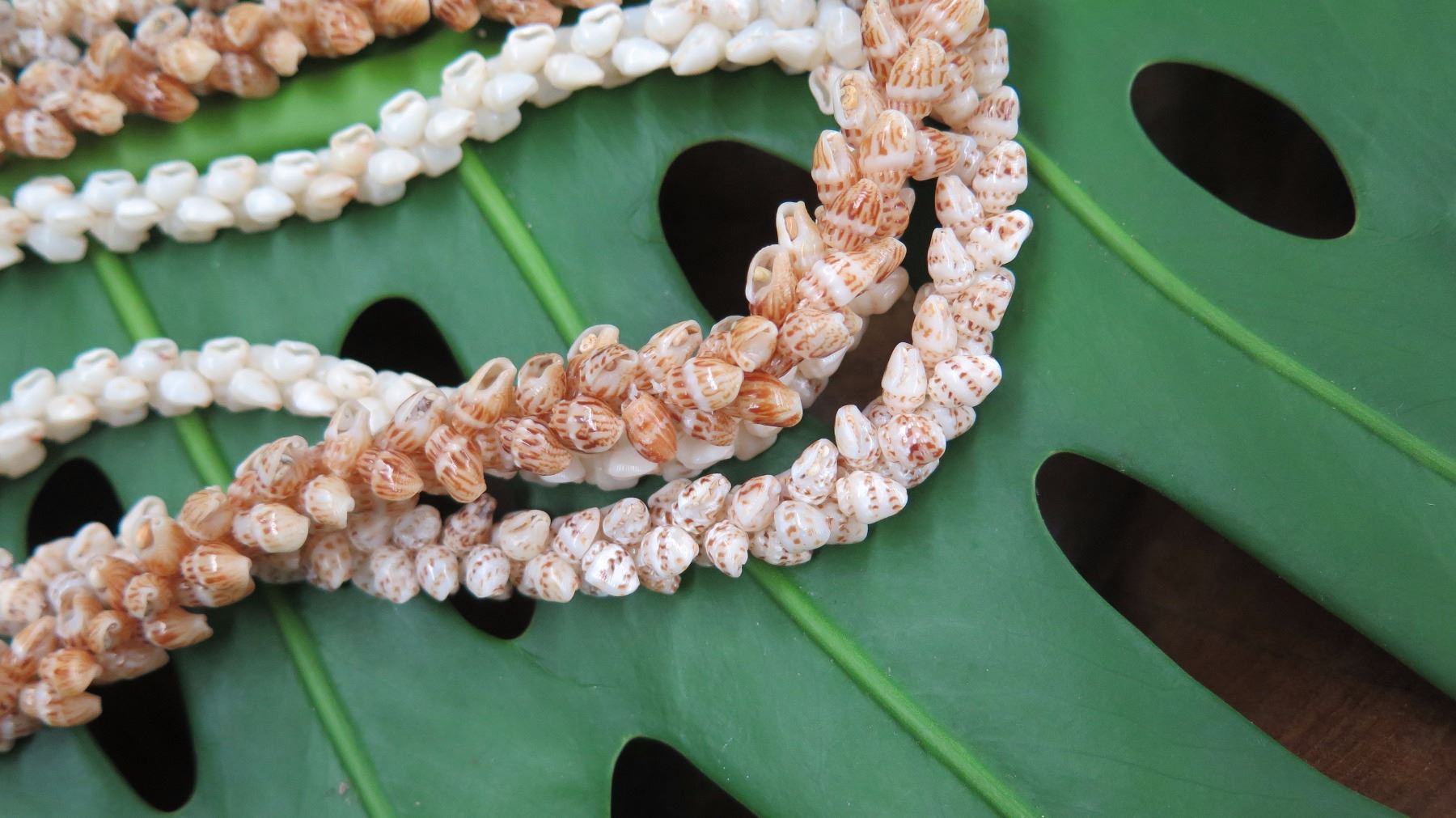 Niihau Shell Lei - 3 Strands (Lengths 37