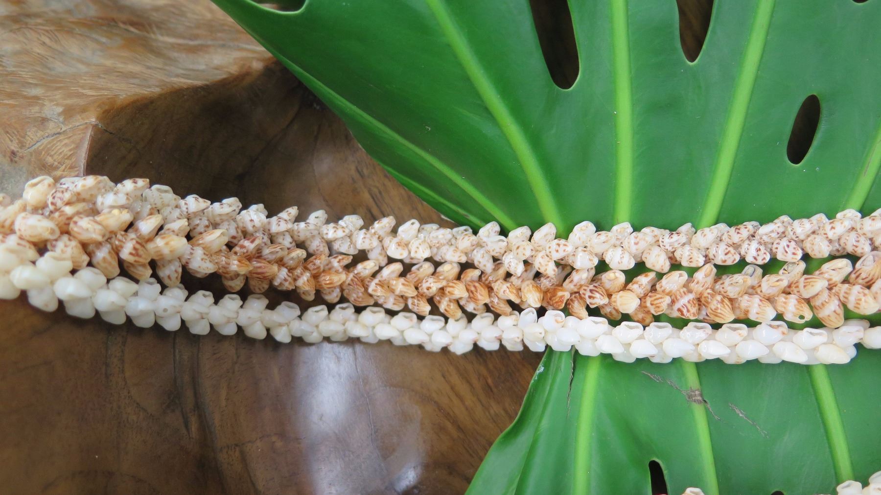Niihau Shell Lei - 3 Strands (Lengths 37
