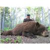 Image 1 : 7 Day Alaskan Black Bear Hunt for 4 Hunters