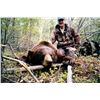 Image 2 : 7 Day Alaskan Black Bear Hunt for 4 Hunters