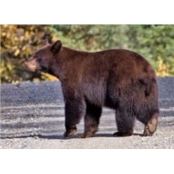 Commissioners Tag for Bear