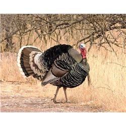 Commissioners Tag for Choice of Merriam’s or Goulds’ or Rio Grand Turkey