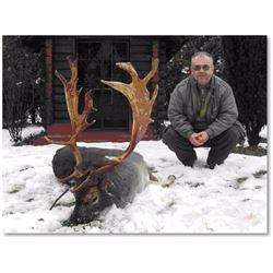 3 Day Fallow Deer in Serbia For 2 Hunters