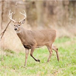 5 Day Missouri Whitetail Archery/Crossbow Hunt for 2 Hunters