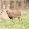 Image 1 : 5 Day Missouri Whitetail Archery/Crossbow Hunt for 2 Hunters