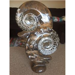 Pre-Historic Fossilized Snail