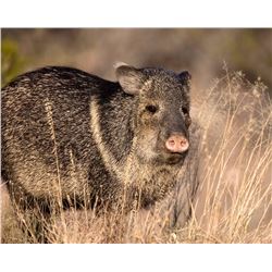 Commissioners Tag for Javelina