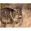 Image 1 : Commissioners Tag for Javelina