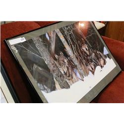 FRAMED PRINT WOLF