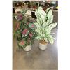 Image 1 : TWO ARTIFICIAL PLANTS
