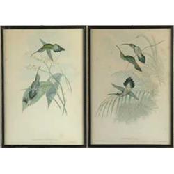 PAIR OF HUMMINGBIRD PRINTS BY J. GOULD