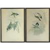 Image 1 : PAIR OF HUMMINGBIRD PRINTS BY J. GOULD
