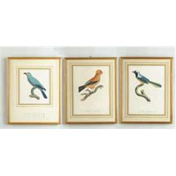 THREE FRAMED ANTIQUE BIRD PRINTS