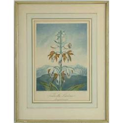 FRAMED BOTANICAL PRINT