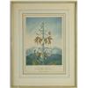 Image 1 : FRAMED BOTANICAL PRINT