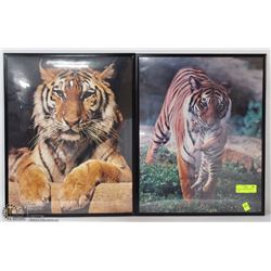 LOT OF 2 TIGER FRAMED PRINTS 16"X20"