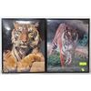 Image 1 : LOT OF 2 TIGER FRAMED PRINTS 16"X20"