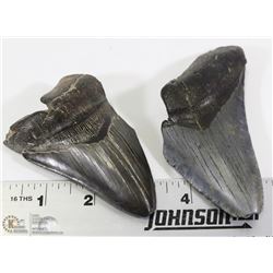 2 LARGE FOSSIL MEGALODON SHARK TEETH